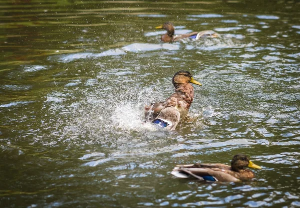 Patos tomando banho em uma nuvem de spray em uma lagoa — Fotografia de Stock