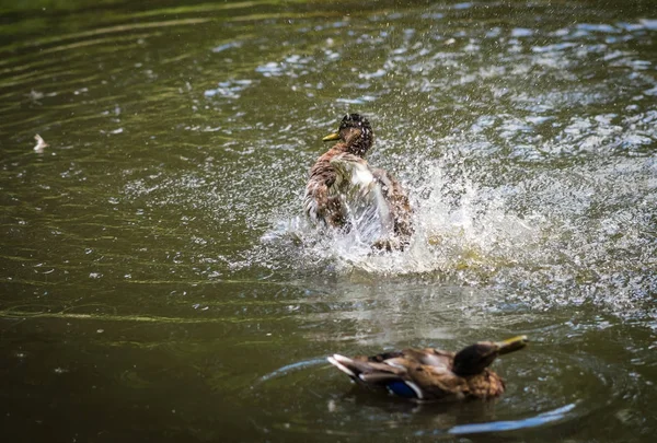 Sprey bir havuzda bulutu içinde küvet ördekler