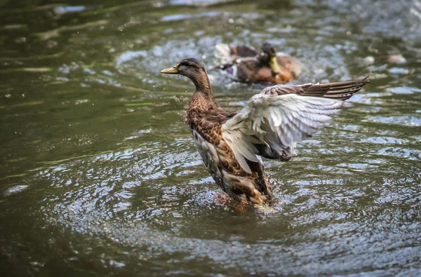 Enten baden in einer Gischt-Wolke in einem Teich — Stockfoto