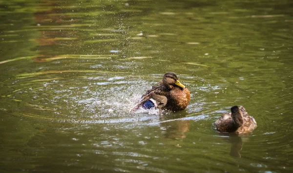 Patos tomando banho em uma nuvem de spray em uma lagoa — Fotografia de Stock