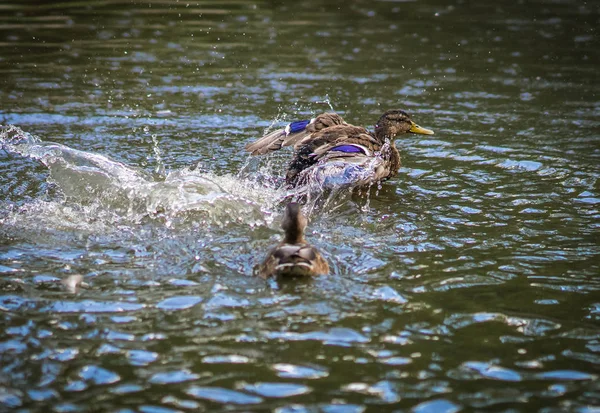 Enten baden in einer Gischt-Wolke in einem Teich — Stockfoto