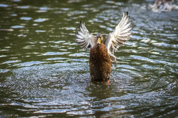 Canards se baignant dans un nuage de pulvérisation dans un étang — Photo