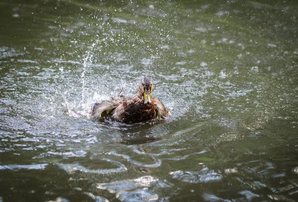 Patos tomando banho em uma nuvem de spray em uma lagoa — Fotografia de Stock