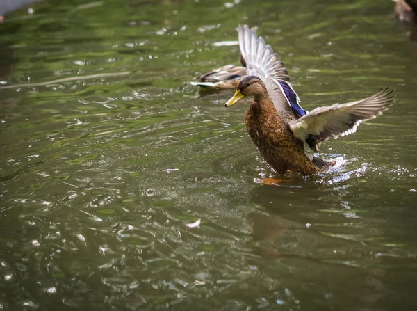 Enten baden in einer Gischt-Wolke in einem Teich — Stockfoto