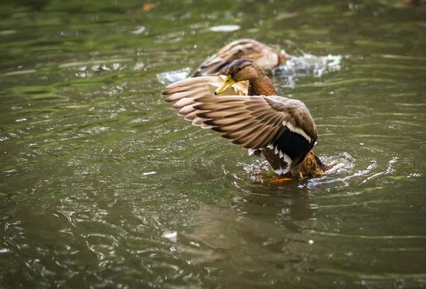 Patos tomando banho em uma nuvem de spray em uma lagoa — Fotografia de Stock