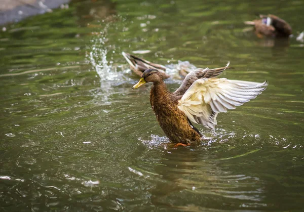 Canards se baignant dans un nuage de pulvérisation dans un étang — Photo