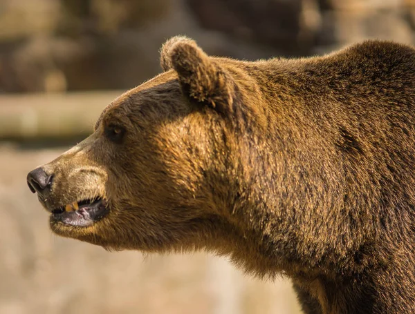 Close up image of  huge brown bear Royalty Free Stock Photos