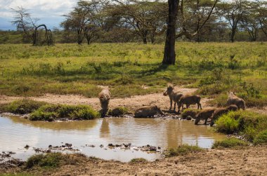 Kenya'daki Masai Mara doğa rezerv warthogs