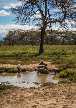 Kenya'daki Masai Mara doğa rezerv warthogs