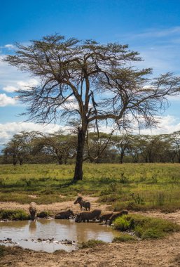 Kenya'daki Masai Mara doğa rezerv warthogs