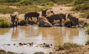 Kenya'daki Masai Mara doğa rezerv warthogs