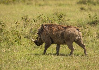 Kenya'daki Masai Mara doğa rezerv warthogs