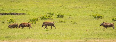Kenya'daki Masai Mara doğa rezerv warthogs