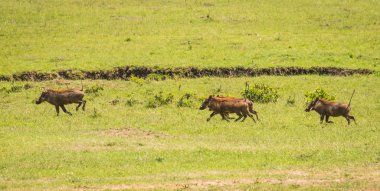 Kenya'daki Masai Mara doğa rezerv warthogs
