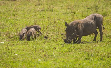 Kenya'daki Masai Mara doğa rezerv warthogs