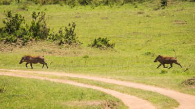 Kenya'daki Masai Mara doğa rezerv warthogs
