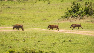 Kenya'daki Masai Mara doğa rezerv warthogs