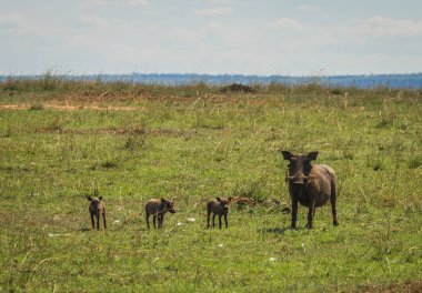 Kenya'daki Masai Mara doğa rezerv warthogs