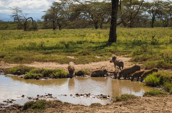 Kenya'daki Masai Mara doğa rezerv warthogs