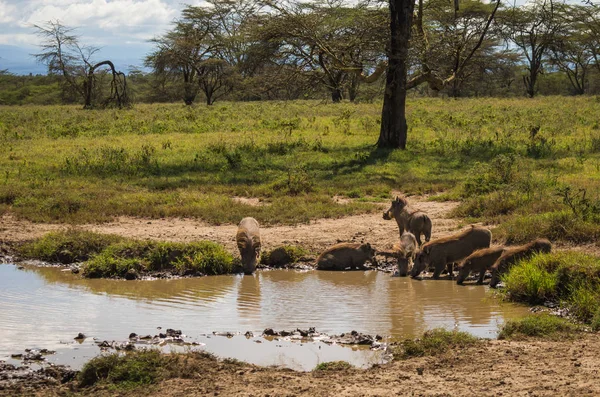 Warthogs en la Reserva Natural Masai Mara en Kenia — Foto de Stock