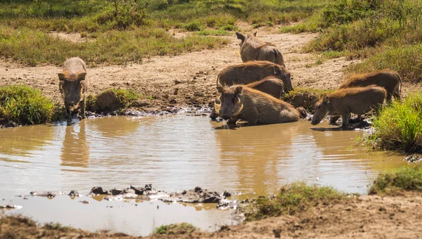 Kenya'daki Masai Mara doğa rezerv warthogs