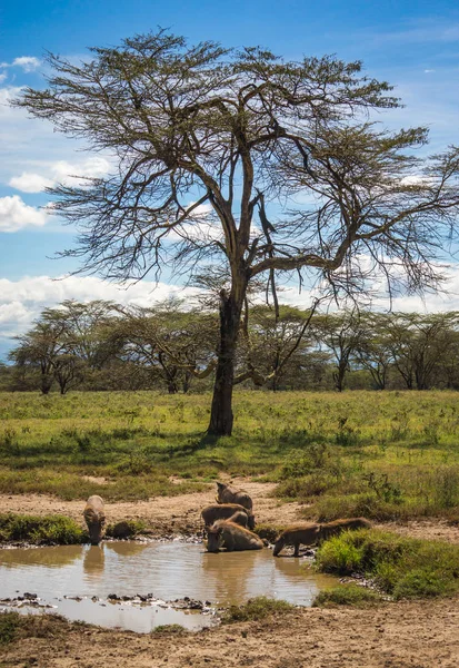 Kenya'daki Masai Mara doğa rezerv warthogs