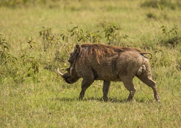 Kenya'daki Masai Mara doğa rezerv warthogs