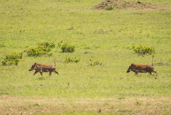 Warthogs in Masai Mara Nature Reserve in Kenya — Stock Photo, Image