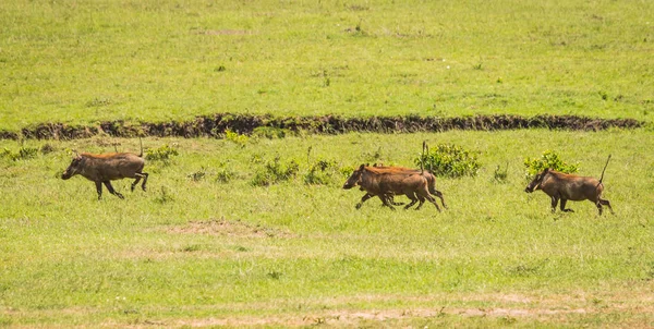 Kenya'daki Masai Mara doğa rezerv warthogs