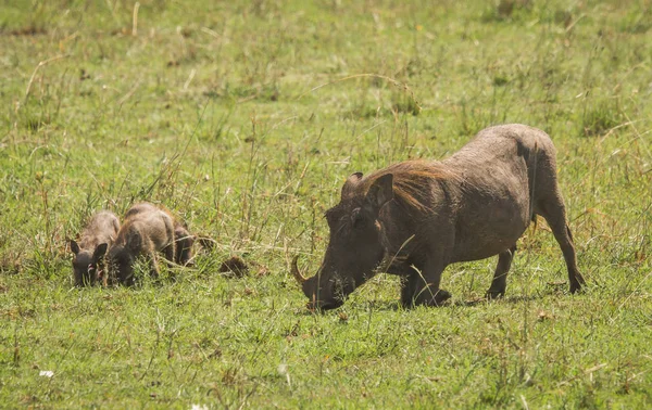 Kenya'daki Masai Mara doğa rezerv warthogs