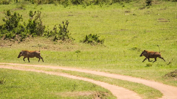 Kenya'daki Masai Mara doğa rezerv warthogs