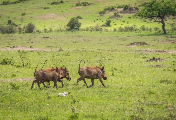 Kenya'daki Masai Mara doğa rezerv warthogs