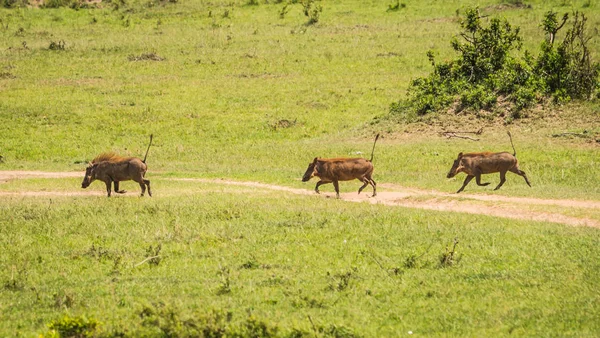 Kenya'daki Masai Mara doğa rezerv warthogs