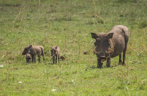 Kenya'daki Masai Mara doğa rezerv warthogs