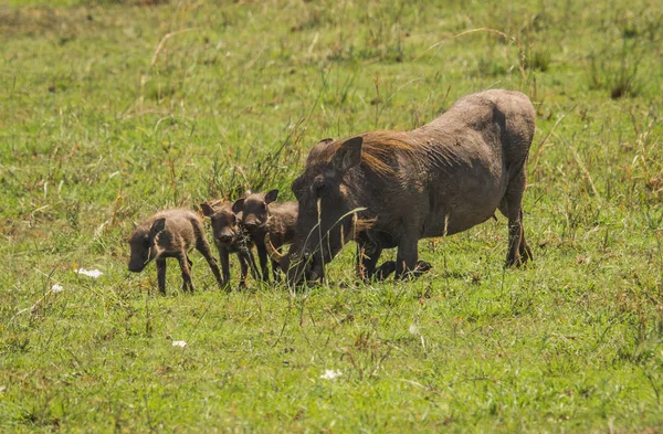 Kenya'daki Masai Mara doğa rezerv warthogs