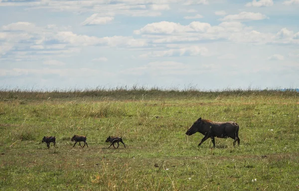 Vårtsvin i naturreservatet Masai Mara i Kenya — Stockfoto