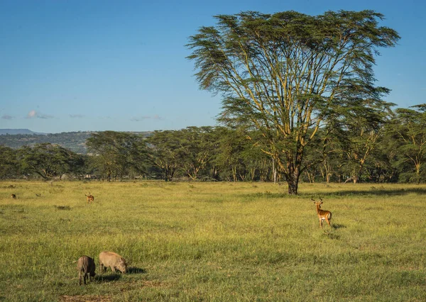 Kenya'daki Masai Mara doğa rezerv warthogs