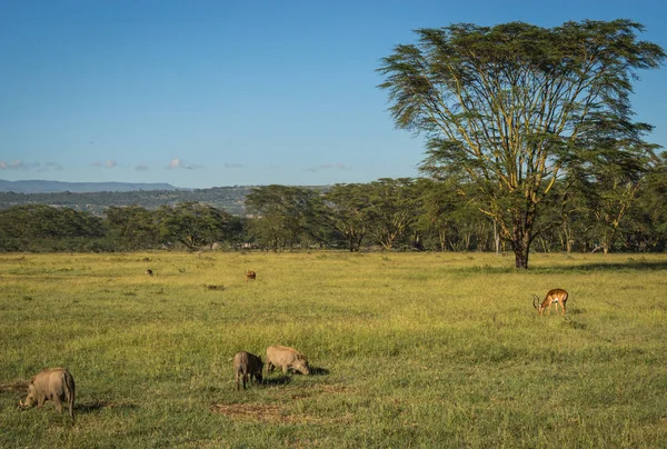 Kenya'daki Masai Mara doğa rezerv warthogs