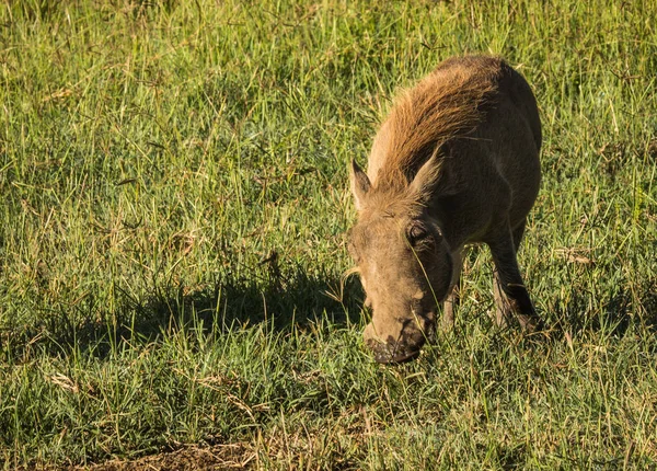 Warthogs nella Riserva Naturale Masai Mara in Kenya — Foto Stock