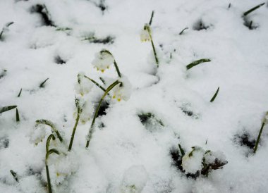 Sadece çıktı beyaz bahar çiçek bolca kabarık s ile kaplı