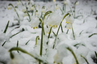 Sadece çıktı beyaz bahar çiçek bolca kabarık s ile kaplı