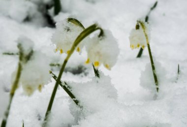 Sadece çıktı beyaz bahar çiçek bolca kabarık s ile kaplı