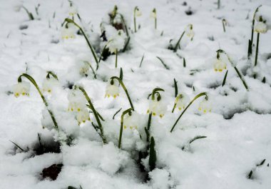 Sadece çıktı beyaz bahar çiçek bolca kabarık s ile kaplı