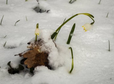 Sadece çıktı beyaz bahar çiçek bolca kabarık s ile kaplı
