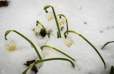 Sadece çıktı beyaz bahar çiçek bolca kabarık s ile kaplı