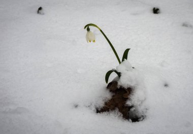 Sadece çıktı beyaz bahar çiçek bolca kabarık s ile kaplı