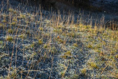 Frost sabahın erken saatlerinde çimenlerin üzerinde