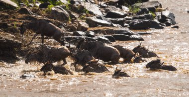 Zebralar ve antilop Masai M Serengeti göç sırasında