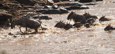 Zebralar ve antilop Masai M Serengeti göç sırasında