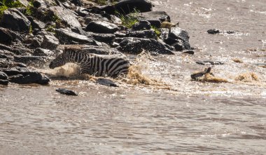 Zebralar ve antilop Masai M Serengeti göç sırasında